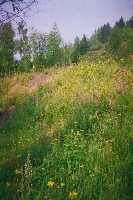 10017.JPG (440002 bytes)
